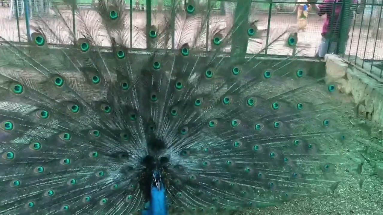 Beautiful peacock shaking tail feathers (train rattling)