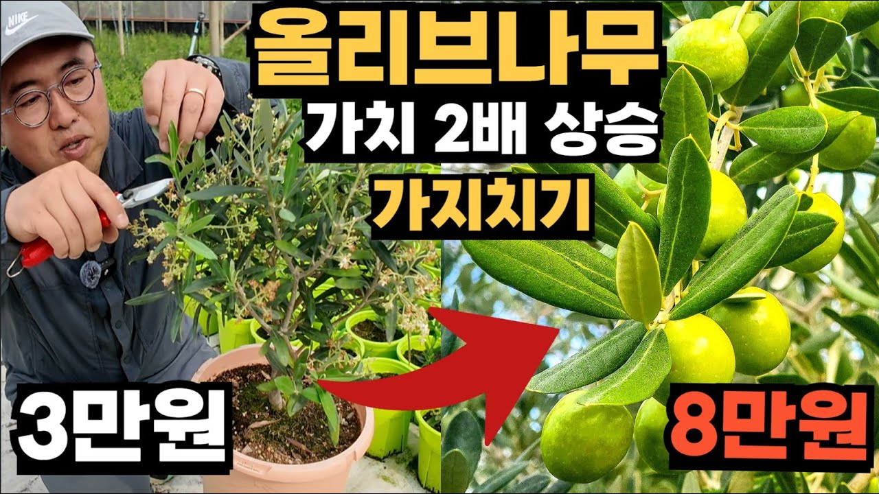 올리브나무 1년만에 2배 비싸게 만드는 가지치기 & 키우는법 총정리