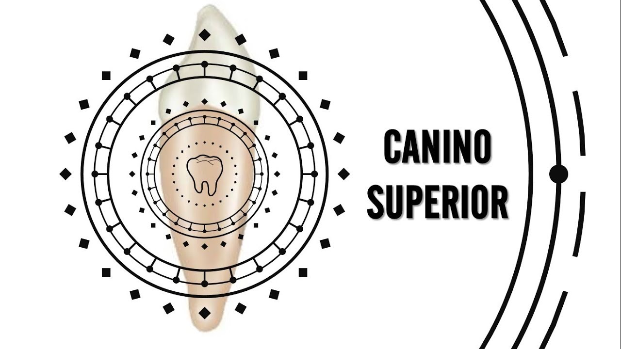 Anatomía Dental - Canino Maxilar (Dimensiones, Caras, Raíz)
