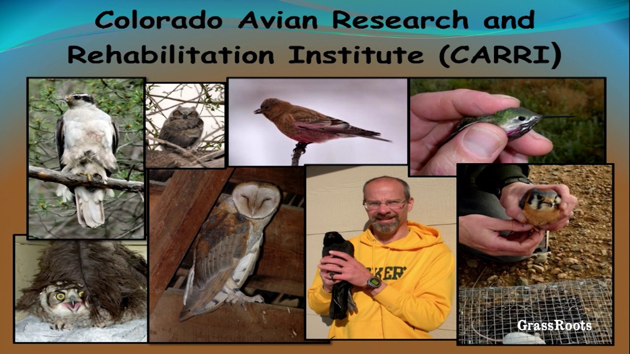 Small Mountain Owls