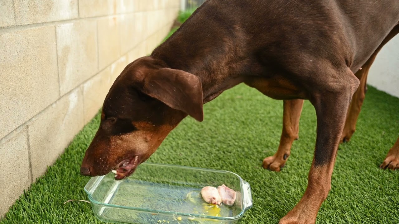 Kaia the Doberman is the Original Liver King