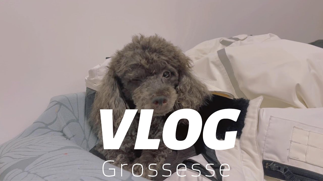 프랑스 일상 브이로그 | 임신 21주 기형아 검사 & 프랑스 강아지 미용🐩