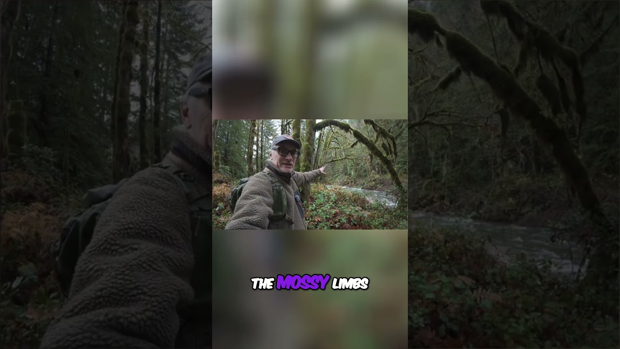 Photographing Mossy Trees on Vancouver island 