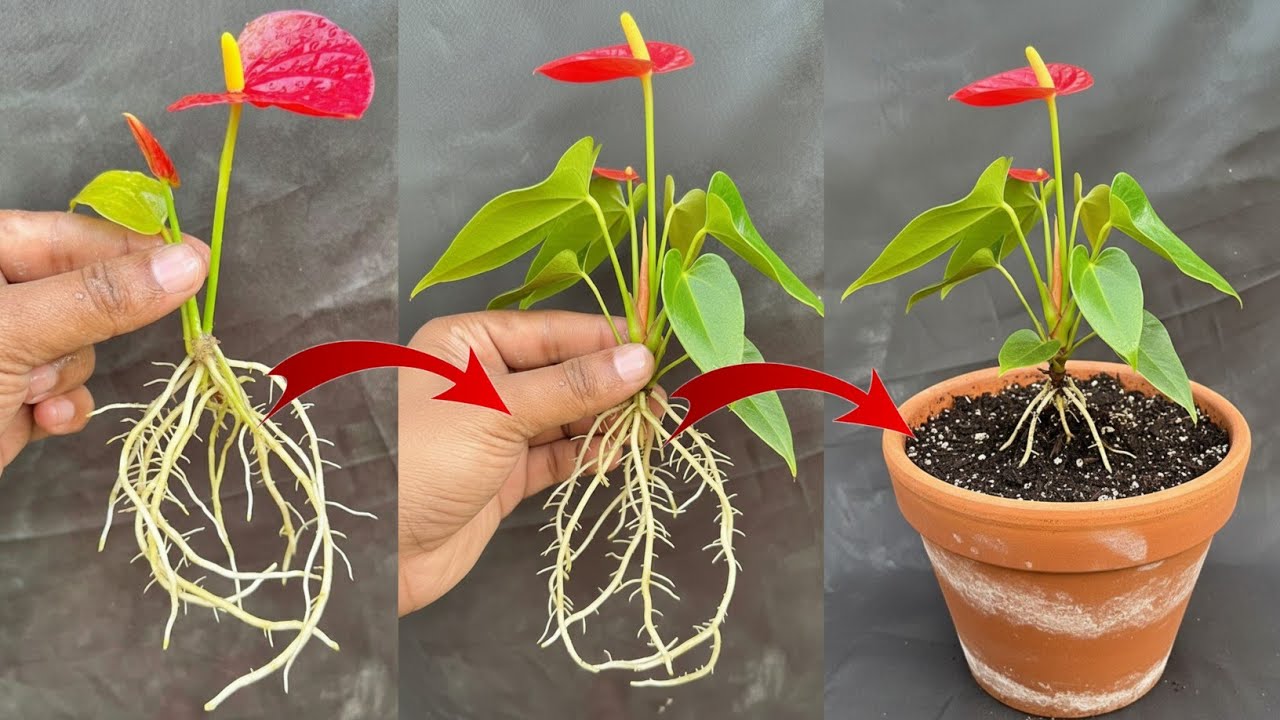 Super Easy Methods How To Propagate Anthurium Quickly With Flower Branches|Grow ANTHURIUM Super Fast