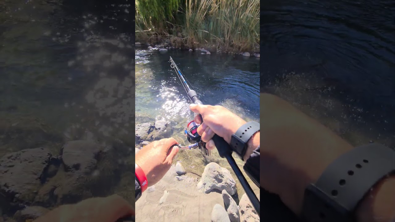 Truchon Arcoiris se me suelta 😢🐟 #trucha #chile #pesca #video #shorts #shortsfeed