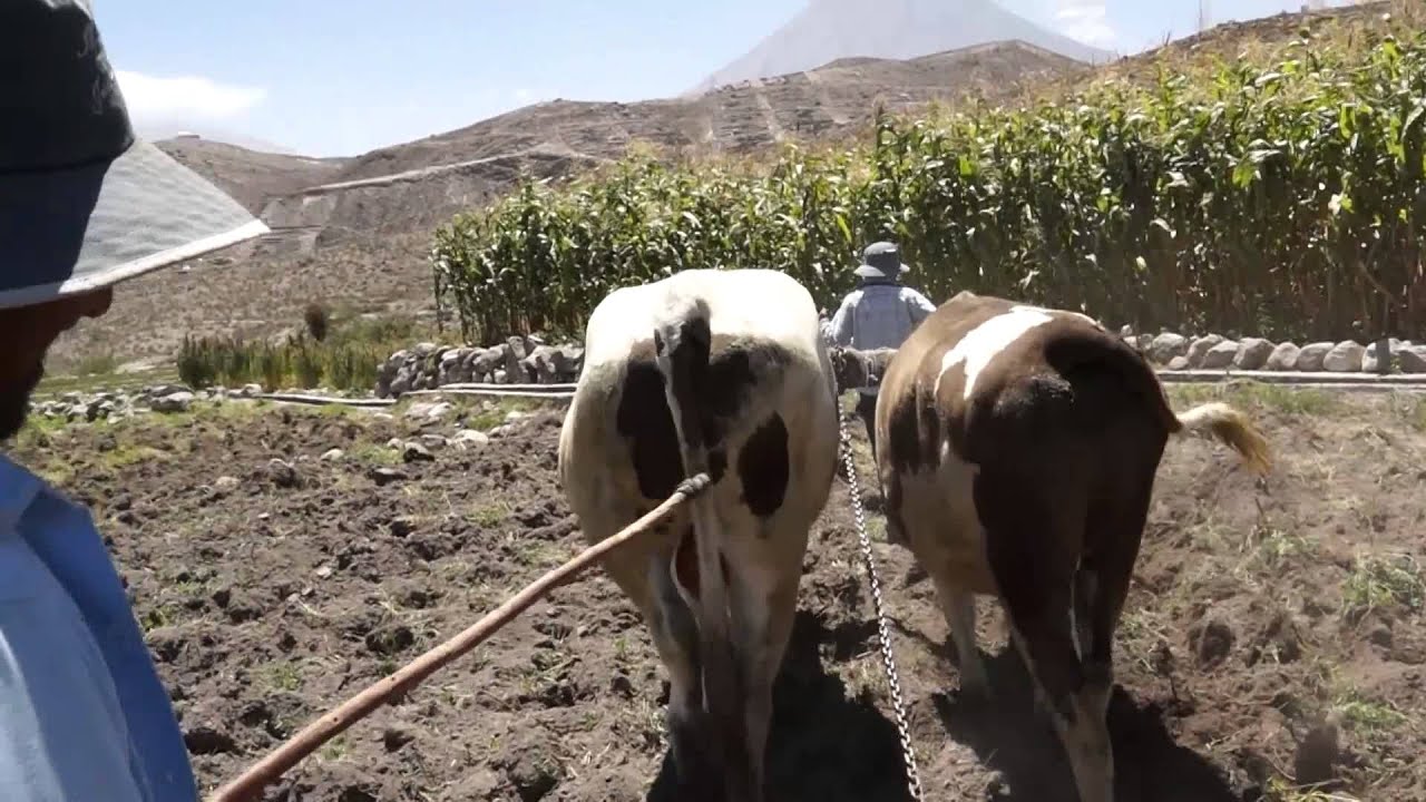 Yunta de Yumina en Arequipa