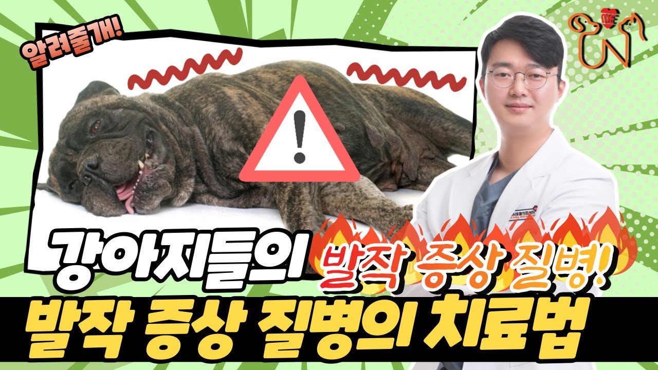 [강아지 발작] 발작 증상의 질병 부터 치료법 까지