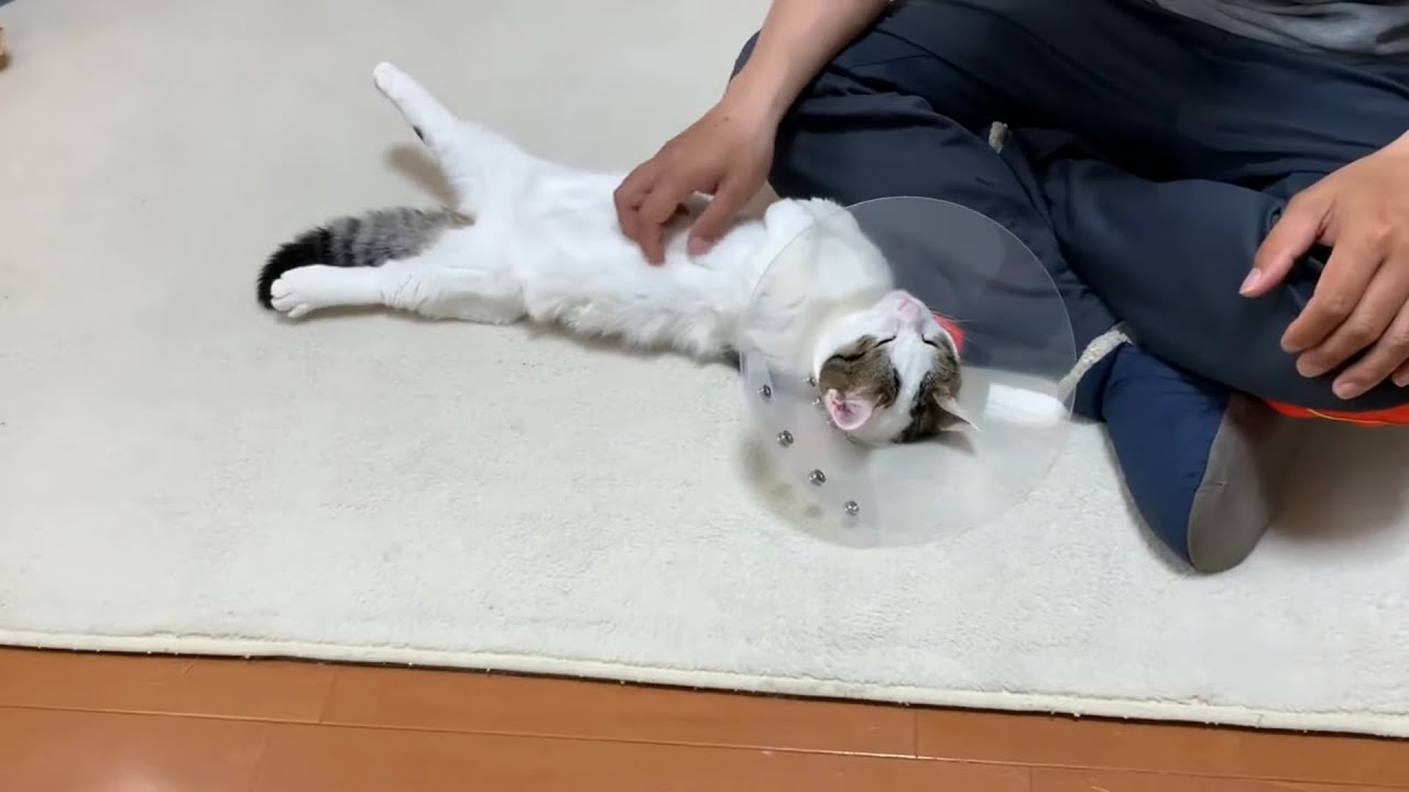 エリカラに慣れてきた？豆大福がかわいい