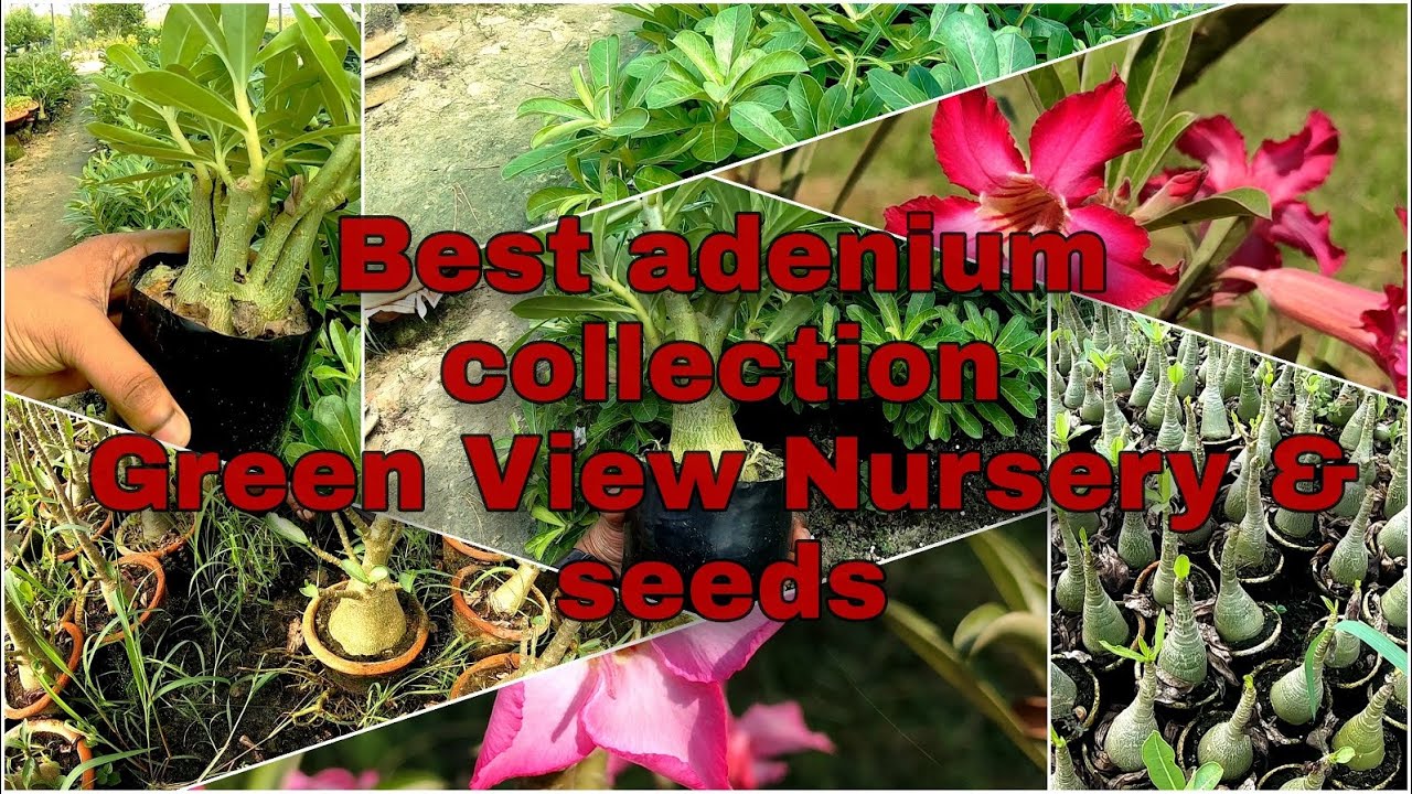 Best adenium collection, Green view nursery & seeds.Imported adenium available,Online sale available