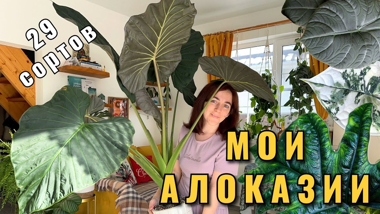 МОЯ КОЛЛЕКЦИЯ АЛОКАЗИЙ: показываю сорта, рассказываю про уход и особенности содержания.