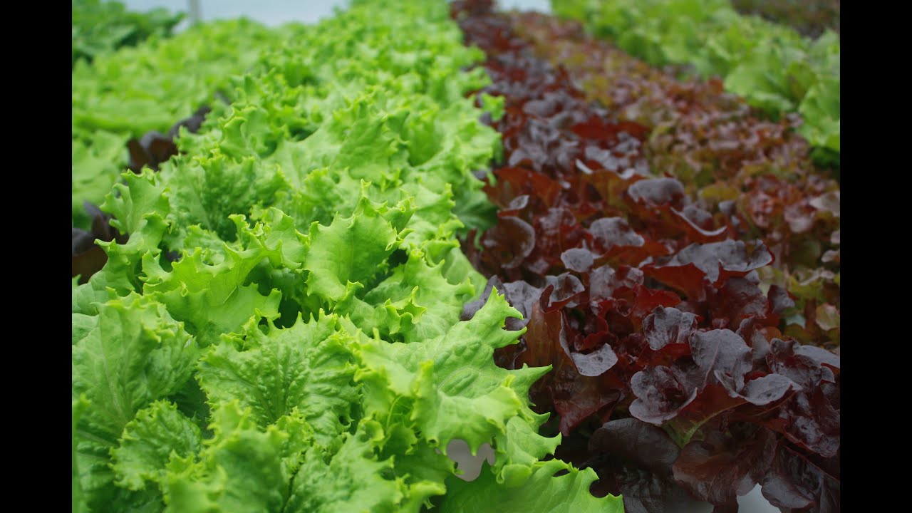 2022 Gardening in the Panhandle LIVE! Winter Garden Planning