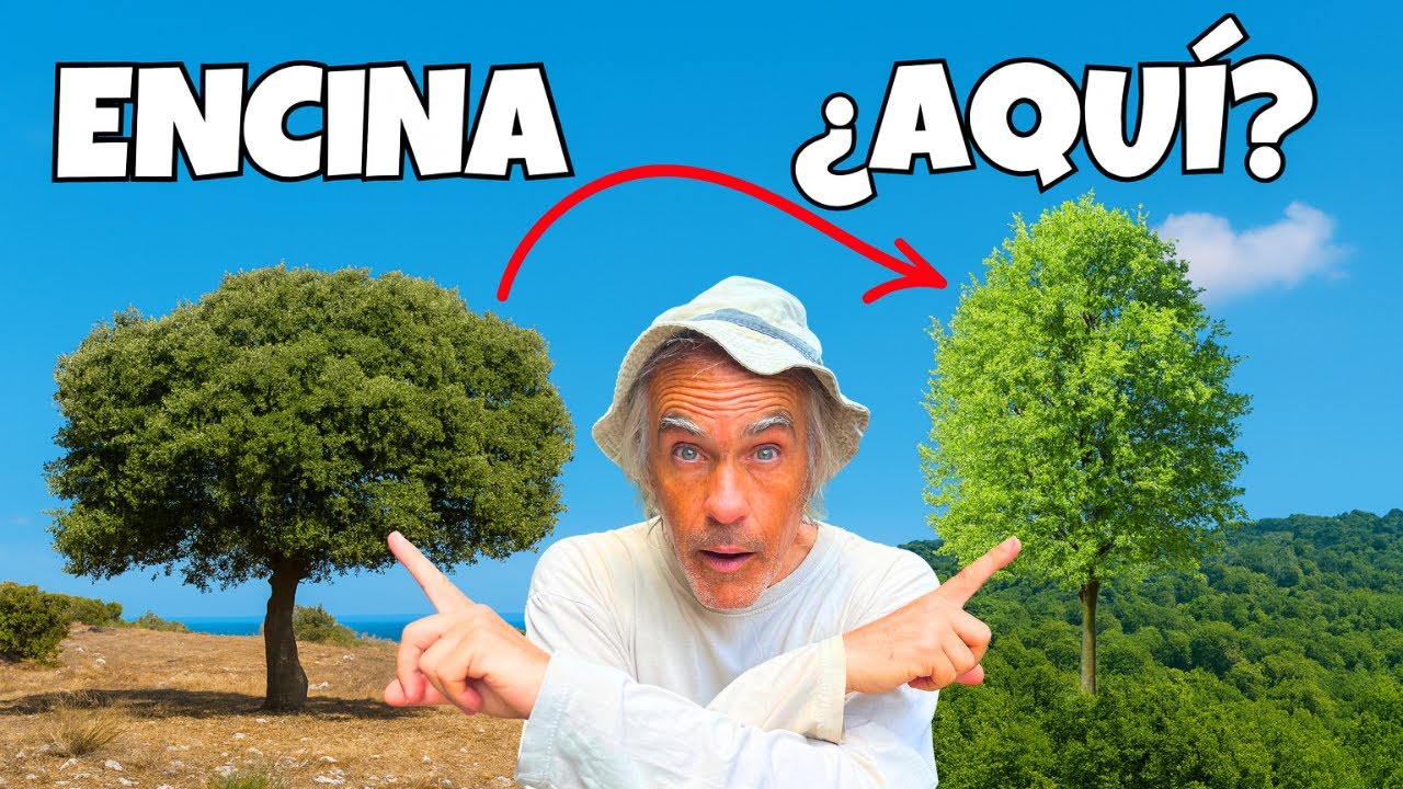 Encinares en la España húmeda… ¿qué hacen ahí? 🌧️🌿