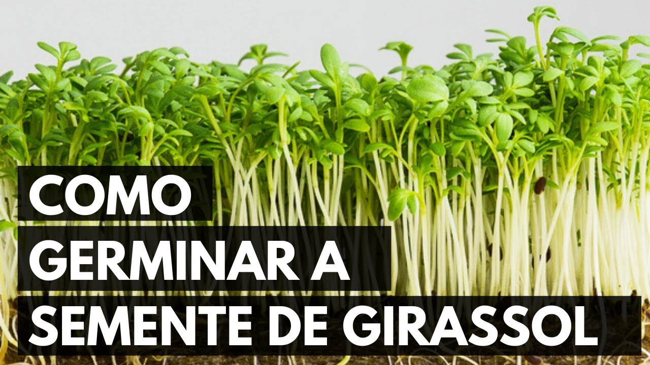COMO GERMINAR A SEMENTE DE GIRASSOL