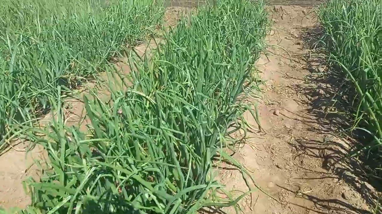 Onion farming simplified - Introduction