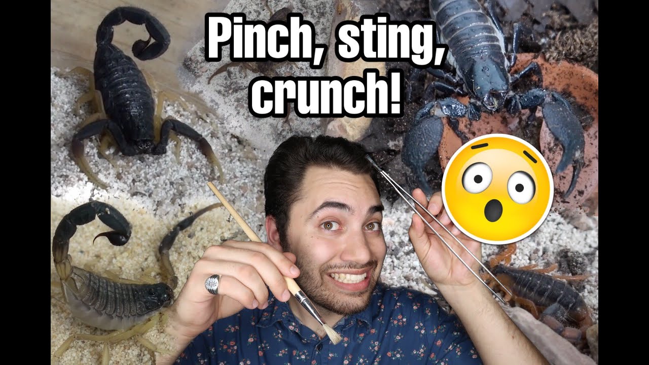 FEEDING MY PET SCORPIONS + A FEW REHOUSINGS