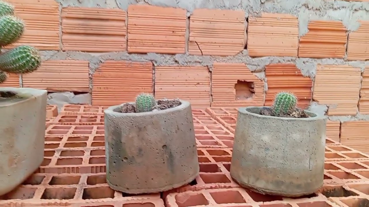 Plantas que não sei os nomes 😳 tenho algumas plantas até hoje não sei os nomes delas.