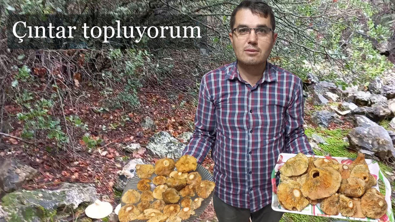 Mantar (çıntar) nedir nasıl bulunur ???