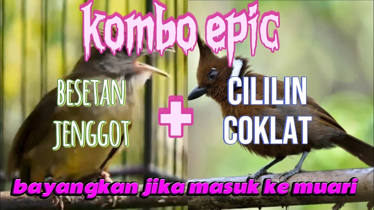 KOMBINASI_SEMPURNA CUCAK JENGGOT SAMA CILILIN COKLAT #cucakjenggot #cililin #masteranjernih #tembak