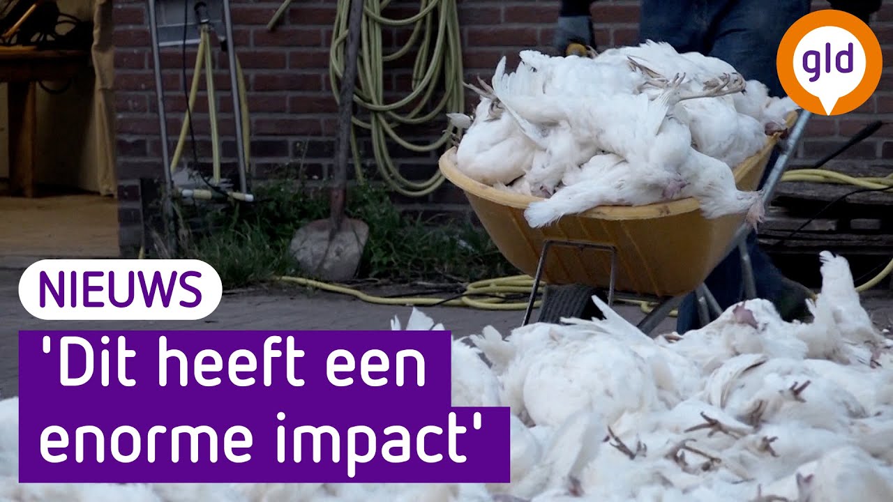 Vogelgriep duikt op in Gelderse Vallei: 'Dit heeft een enorme impact'