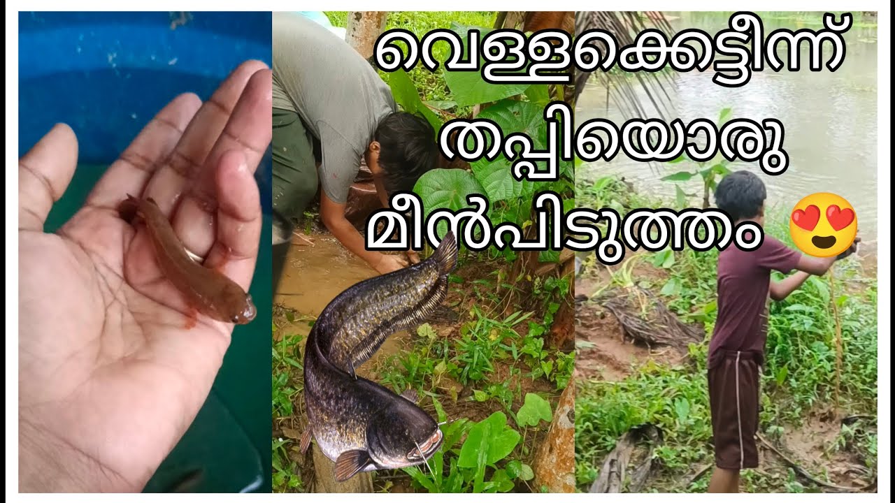 വെള്ളക്കെട്ടിലെ മീൻപിടുത്തം 😍 #dibisharanil #fishing #viral
