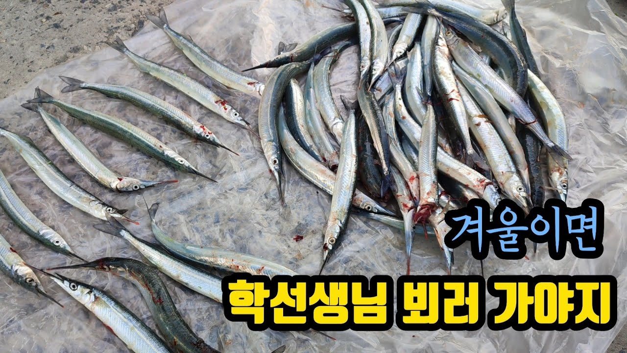 [ 출항 74 ] 겨울이면 사이즈 좋은 학선생님 뵈러 가야죠.  11월22일..  이른 추위에 1주일 빠른 학꽁치낚시 시작합니다.