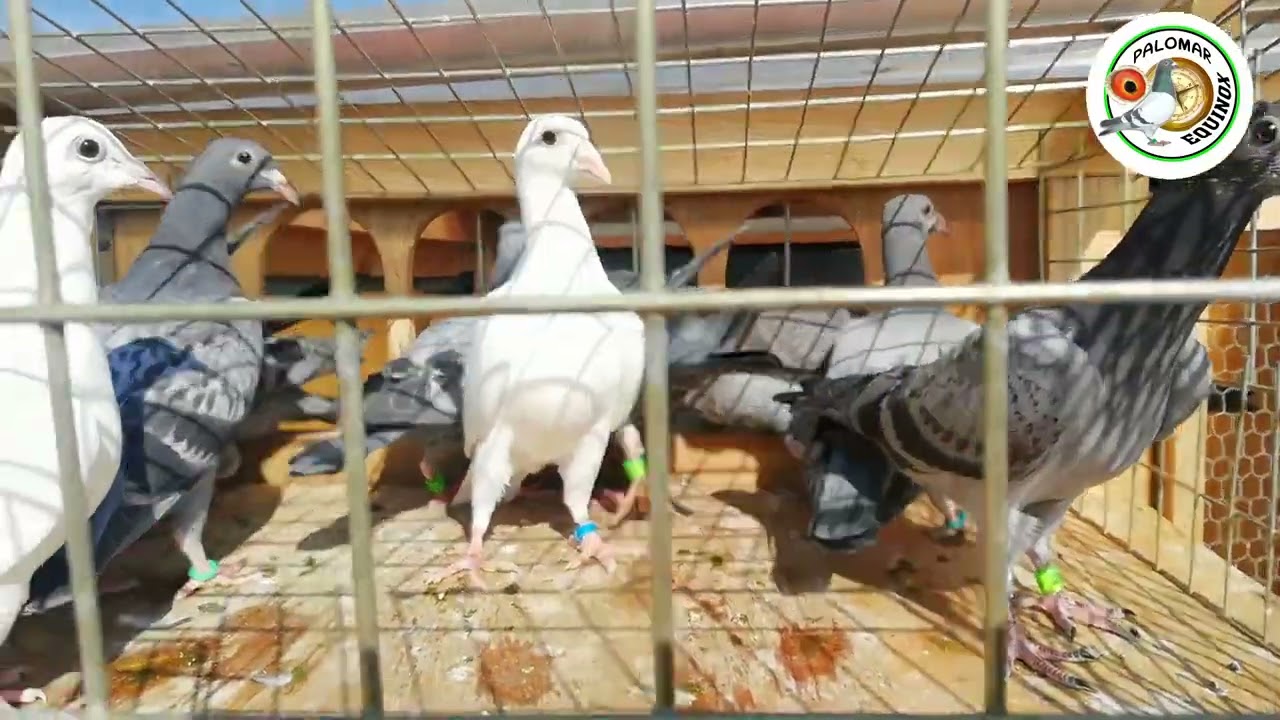 seguimos entrenando palomas mensajeras #colombofilia #palomasmensajeras #pigeons #palomar