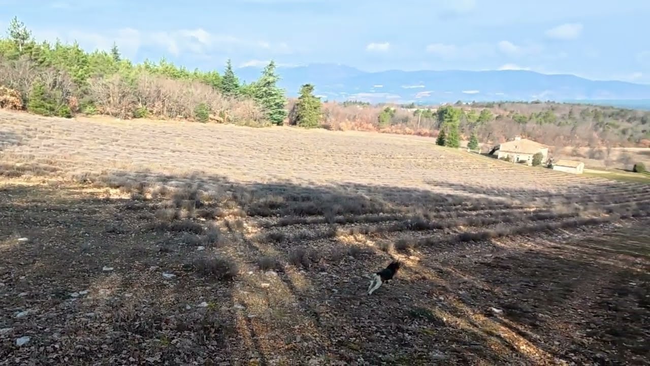 VIRGULE A VU LE LIEVRE !