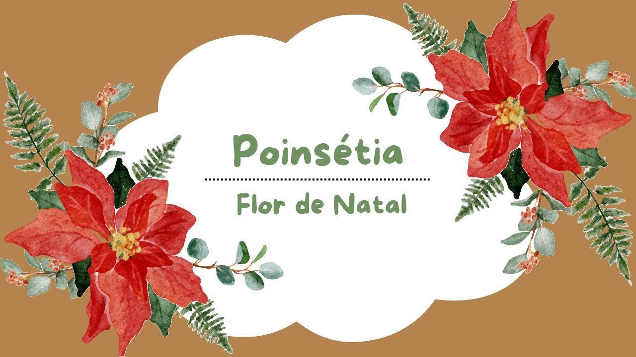 Poinsétia: Como Cuidar da Flor de Natal Sem Perder as Folhas