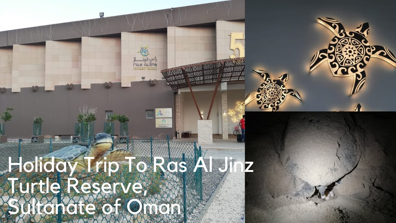 Holiday Trip To Ras  Al Jinz Turtle Reserve | Turtle Reserve, Sur | Oman Tourism | Sultanate Of Oman