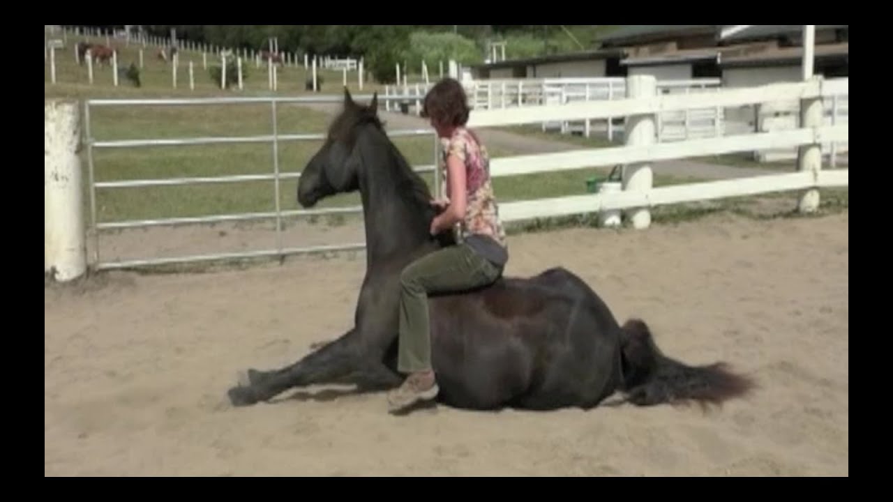 15 Horse tricks and skills. Clicker Training. Liberty groundwork. Bob the horse.
