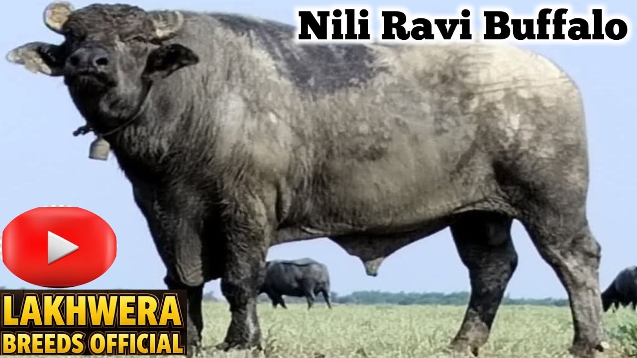 🥳 What is the BEST Nili Ravi Buffalo in PAKISTAN? 