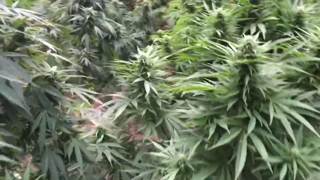 UK GUERILLA GROW 2020. THE END OF MY AUTOFLOWER GARDEN. CHECK OUT MY PHOTOPERIOD GARDEN IN PLAYLISTS