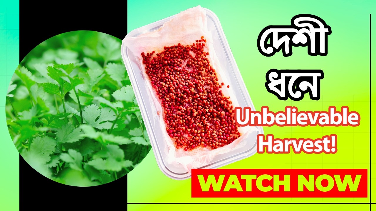 🔥 UK-তে দেশী ধনিয়া চাষ! এই বছর প্রথম ফলন 🇬🇧🌱 | প্রবাসে Coriander Growing Success! #viral