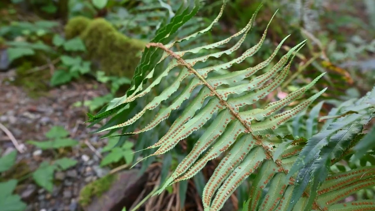 Polystichum munitum, Athyrium filix-femina, Aspidotis densa, Pentagramma triangularis