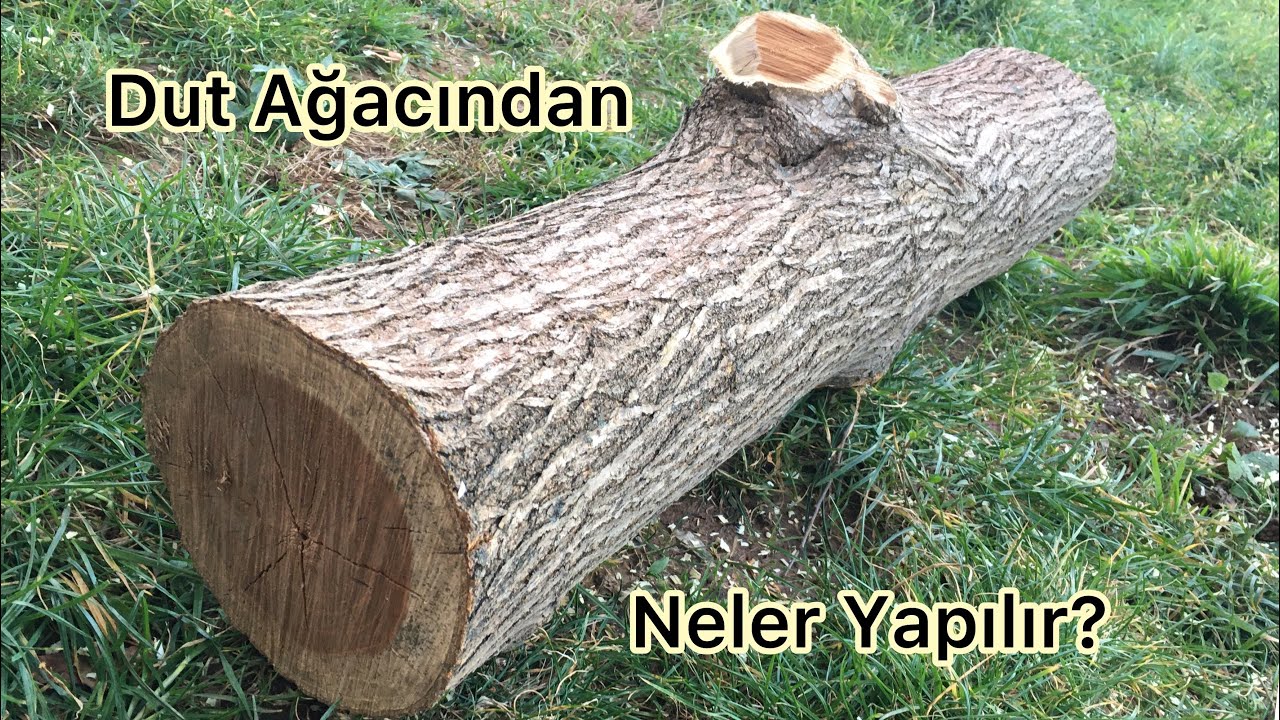Dut Ağacından Neler Yapılır? Özellikleri Nelerdir?