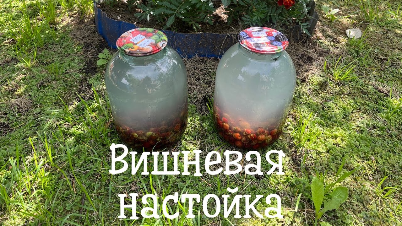 Вишневая настойка🍒Рецепт шикарной сибирской настойки из вишни!