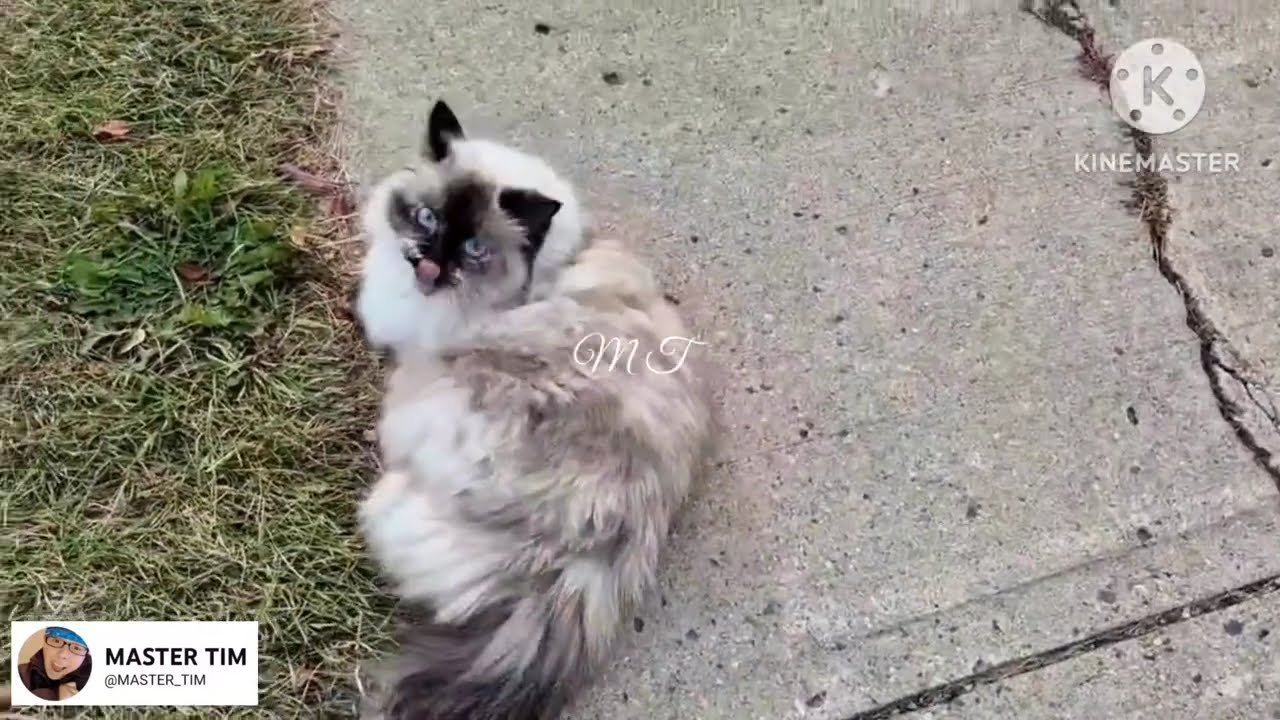 SWEETIE PIE CAT 🐈 | MASTER TIM 