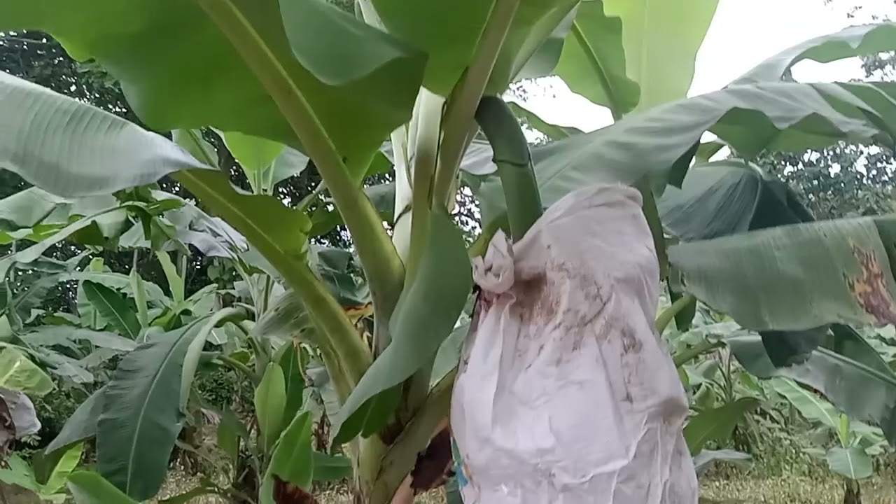kebun pisang