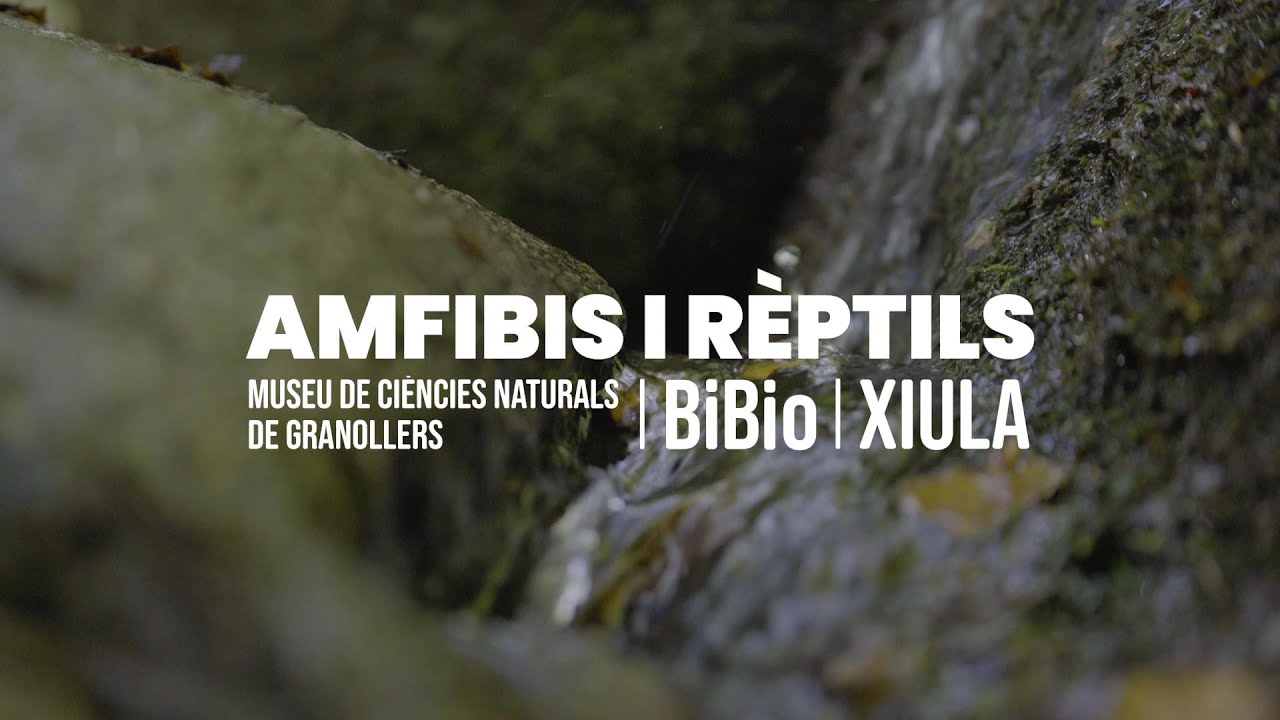 AMFIBIS I RÈPTILS - Cançons per la biodiversitat (sub.CAT)