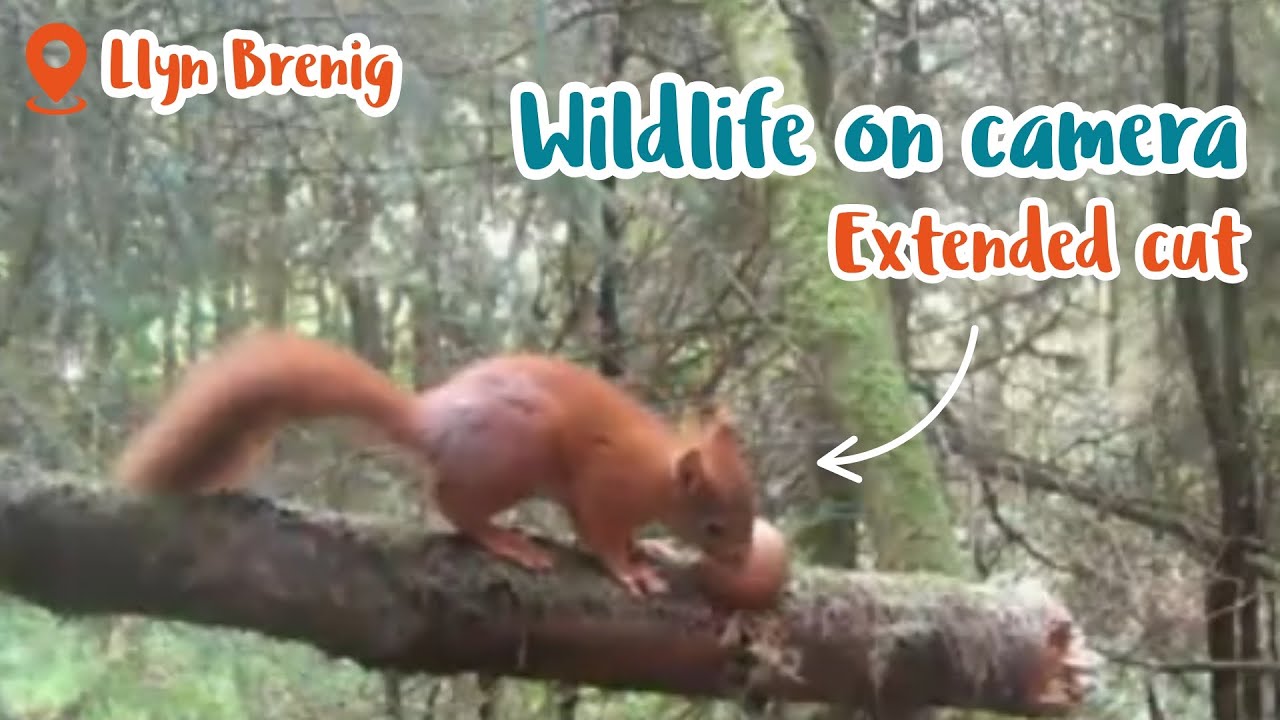 Llyn Brenig Wildlife 2025 Extended Cut