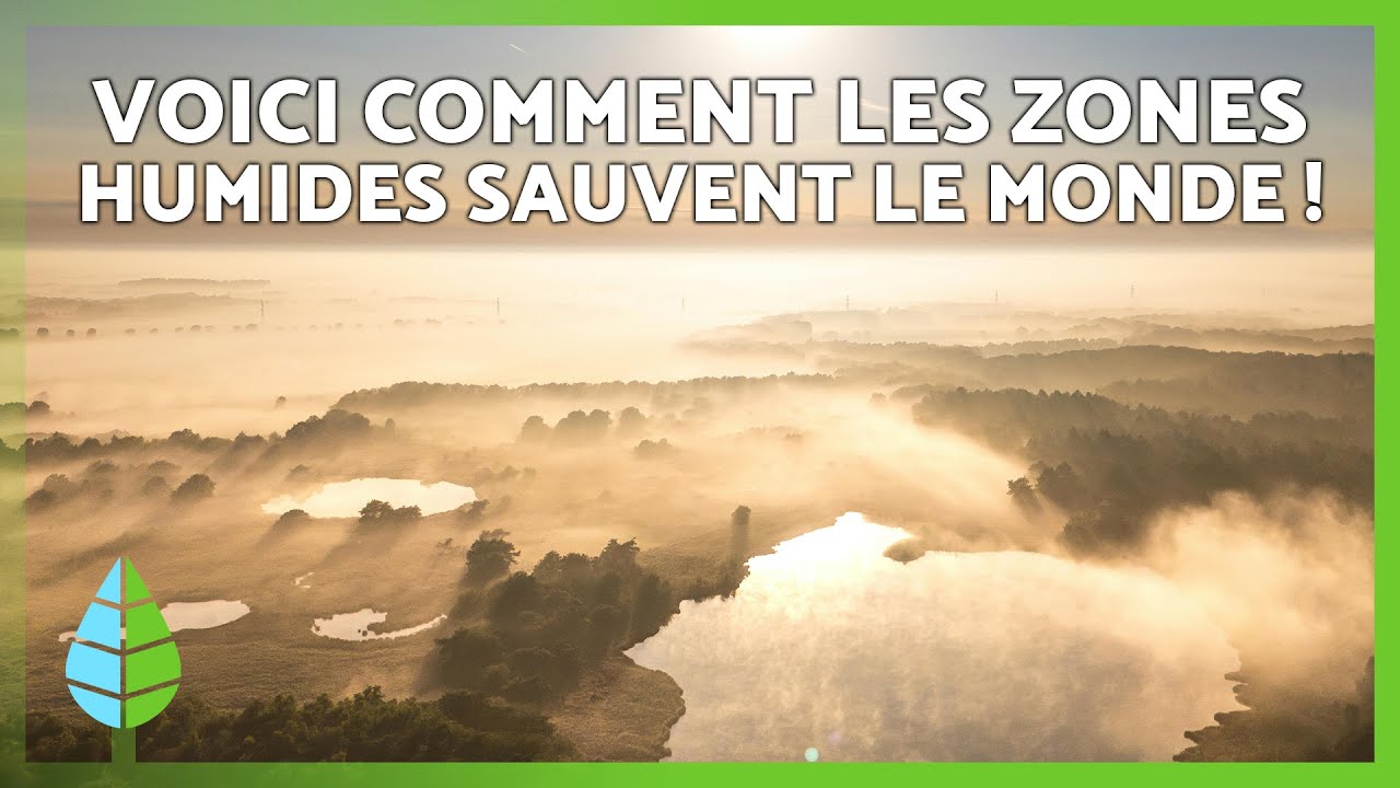 ZONES HUMIDES : Définition et IMPORTANCE 🌊🌱 | Découvrez ces écosystèmes clés pour l'environnement
