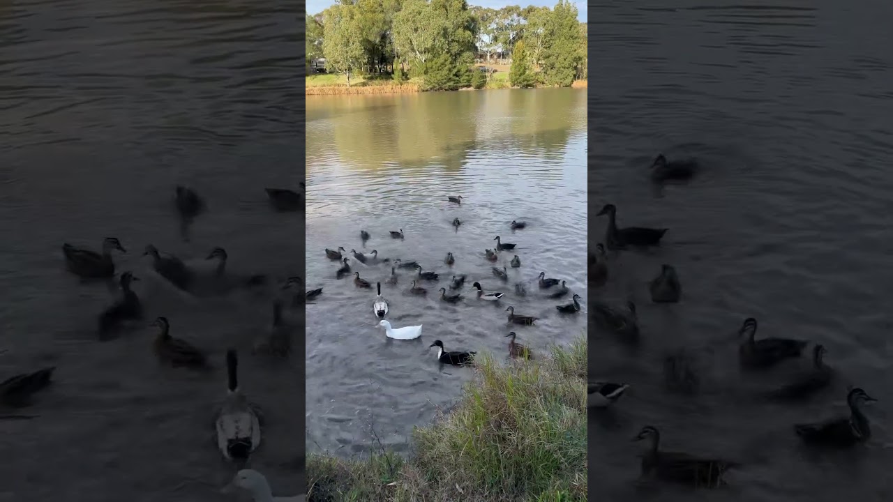 DUCK FEEDING