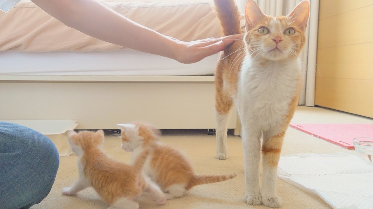 엄마 고양이는 다른 주인이 있었던 것 같아요