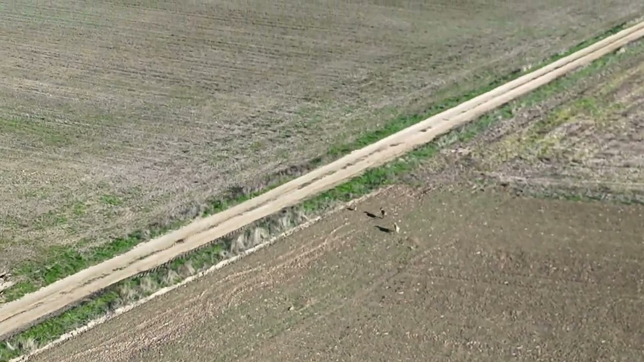Copa Zamora Galgos 2024 - Final (Dron)