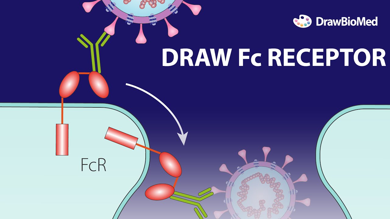 Draw Fc Receptor | Coronavirus Receptor | Graphical Abstract | Scientific Illustration