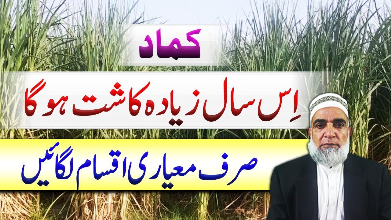 Is Sugarcane Still a Profitable Crop in Pakistan? Next Season Analysis || Crop Reformer