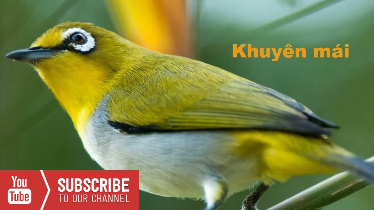Khuyên Mái Kích Trống Líu Nhạy Hiệu Quả | Khuyên Mái | Zosteropsjaponicus