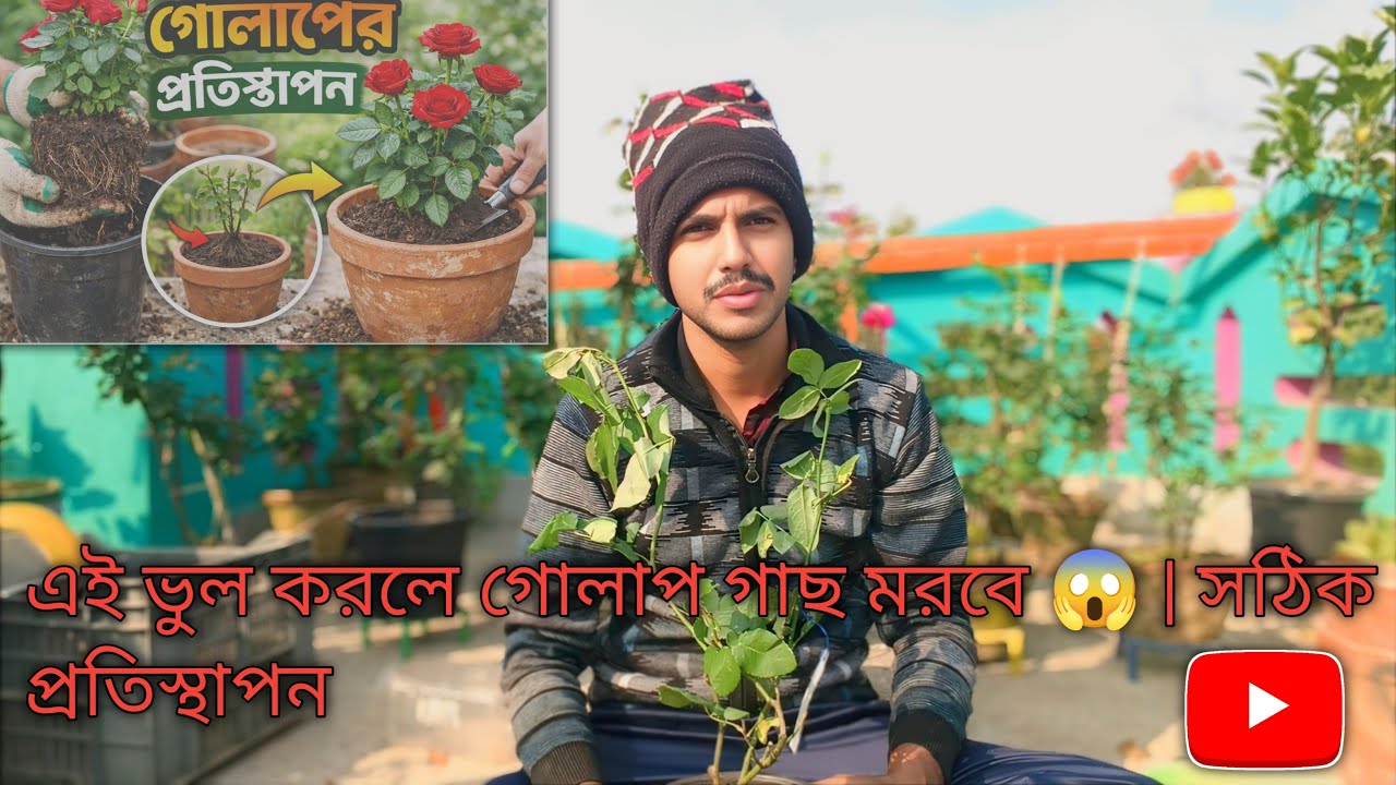 এই ভুল করলে গোলাপ গাছ মরবে 😱 | সঠিক প্রতিস্থাপন