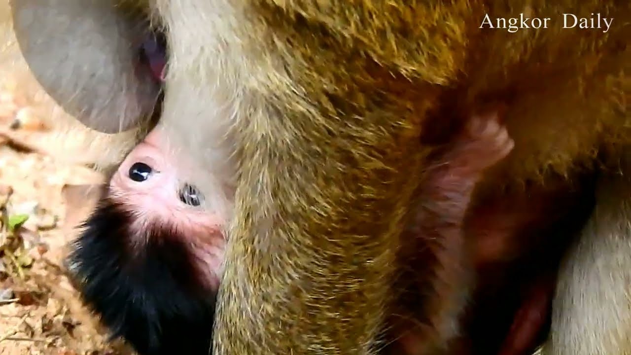 Video Animal  Baby  ​​​​​ Monkey Cute Viral /Reel Monkey Angkor Daily