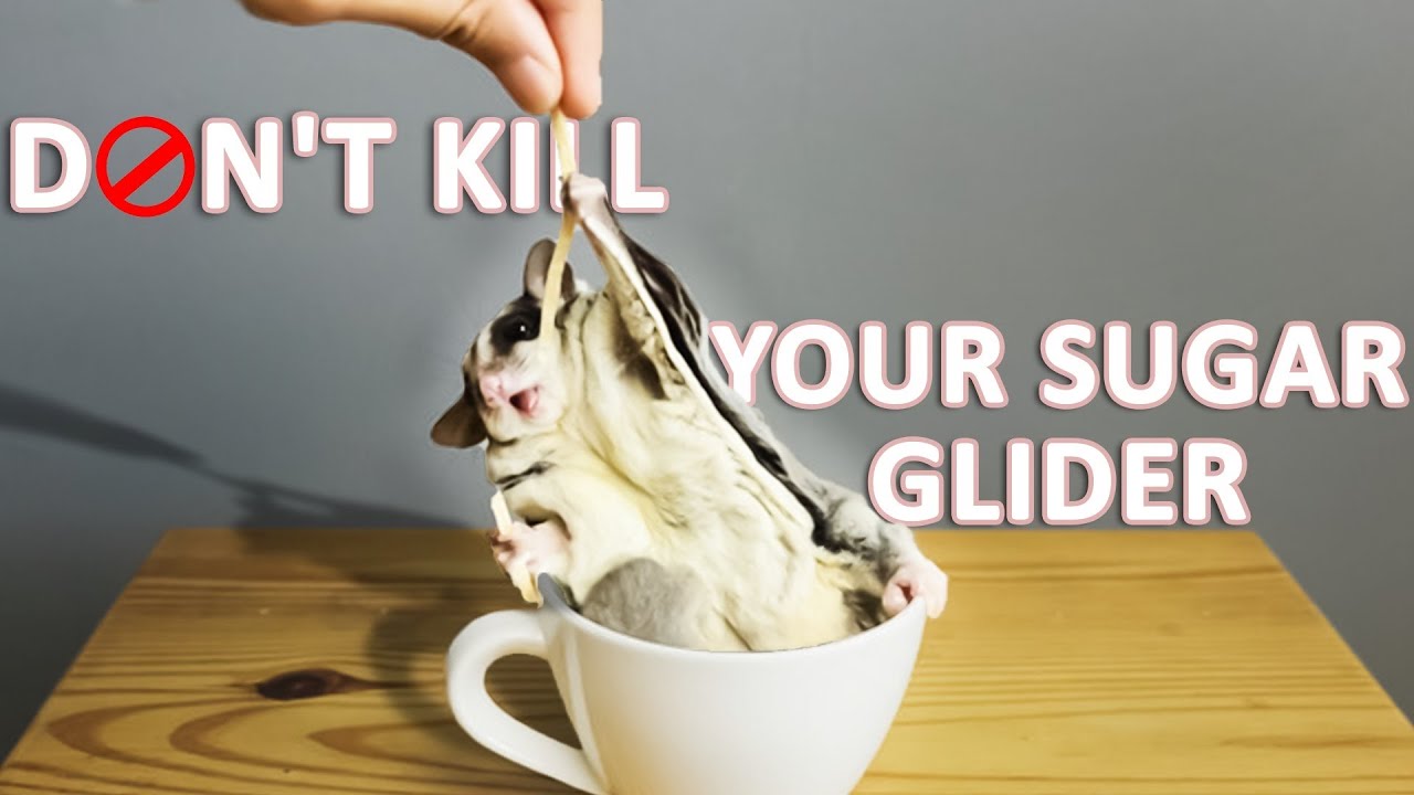 13 ошибок, которые сокращают жизнь сахарного летуна | Продолжительность жизни сахарного летуна